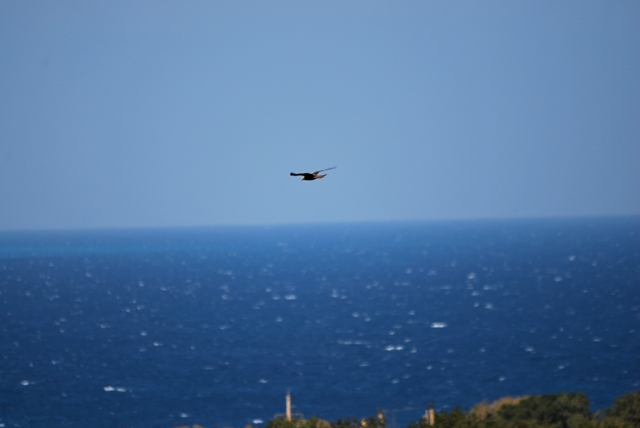 falchi di palude a Otranto